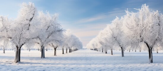Walnut trees in the organic orchard were coated in ice