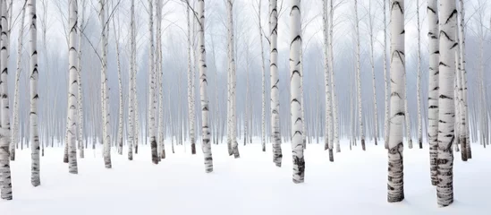 Foto op Canvas Bleached birch trunk wood in wintertime forest © AkuAku
