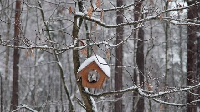Tufted tit, nuthatch and common tit eat food from a feeder in the forest in winter