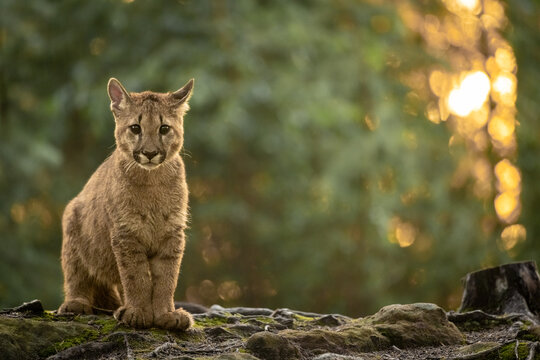 The cougar (Puma concolor) in the fir forest at sunrise. Young dangerous carnivorous beast.