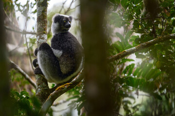 Wild lemur in habitat. Indri indri, monkey with young babe cub in Kirindy Forest, Madagascar. Lemur in the nature habitat. Sifaka on the tree, sunny day. Largest living lemur. Wildlife Madagascar.