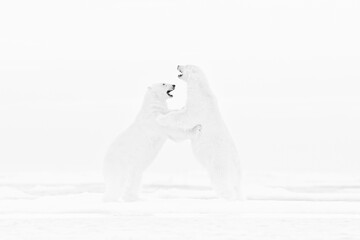 Art nature fight dance. Black and white art photo of two polar bears fighting on drifting ice in Arctic Svalbard. Animal fight in white snow, wildlife. Arctic nature, white snow and ice. © ondrejprosicky