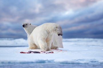 Wildlife Svalbard, Norway. Bears with carcass fur coat skin, wildlife nature. Carcass blue sky and clouds. Nature  - polar bear on drifting ice with snow feeding on killed seal, skeleton and blood. © ondrejprosicky