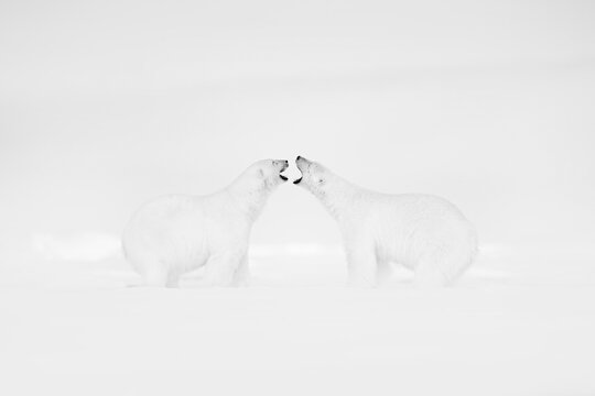 Art wildllife. Black and white art photo of two polar bears fighting on drifting ice in Arctic Svalbard. Animal fight in white snow.