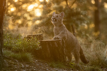 The cougar (Puma concolor) in the fir forest at sunrise. Young dangerous carnivorous beast.