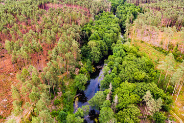 Brda river and Tuchola forest in Poland. Aerial view - obrazy, fototapety, plakaty