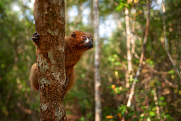 Wildlife Madagascar. Eulemur rubriventer, Red-bellied lemur, Akanin’ ny nofy, Madagascar. Small brown monkey in the nature habitat, wide angle lens with forest habitat.