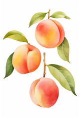 peach watercolor clipart cute isolated on white background