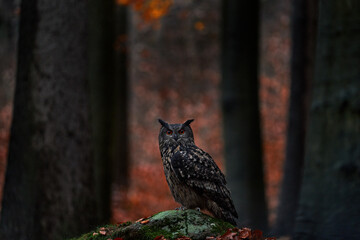 Forest nature. Owl - wildlife in autumn. Eurasian Eagle Owl, Bubo Bubo, sitting on the tree stump block, wildlife photo in the forest with orange autumn colours, Slovakia. Bird in the forest, wildlife