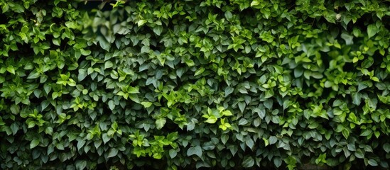 Green garden wall texture - obrazy, fototapety, plakaty