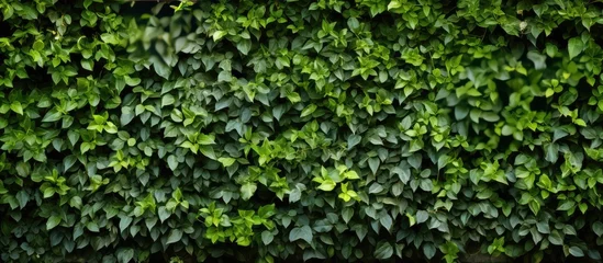 Deurstickers Tuin Green garden wall texture