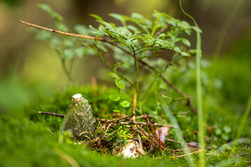 Green mushroom common stinkhorn (Phallus impudicus). It is recognizable for its foul odor and its phallic shape when mature. The fruiting structure is tall and white with a slimy, dark olive colored.