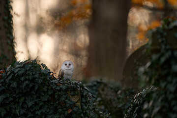 Owl sunset. Magic bird Barn owl, Tyto alba, flying above stone fence in forest cemetery. Wildlife scene from nature.Owl - Urban wildlife. Beautiful sunset in neture.