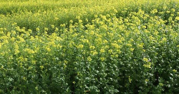 (Sinapis alba) White mustard field with a beautiful yellow inflorescence grown as fodder plant and green manure illuminating a landscape with fall colors
