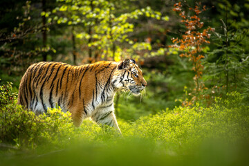Siberian tiger (female, Panthera tigris altaica) in beautiful habitat. Amur tiger in the beige grass in a birch forest. Wildlife Russia with danger animal.