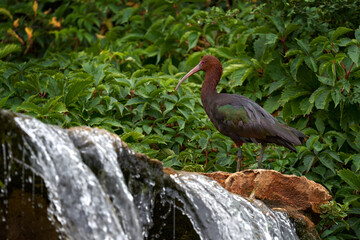 Puna ibis, Plegadis ridgwayi, Bolivia in South America. Brown bird with long bill in the river water in tropic vegetation. Ibis in waterfall. Bird from Chile and Peru, nature wildlife.