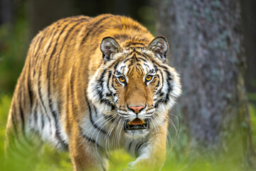 Siberian tiger (female, Panthera tigris altaica) in beautiful habitat. Amur tiger in the beige grass in a birch forest. Wildlife Russia with danger animal.