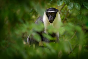 Roloway guenon, Cercopithecus roloway, Ivory Coast, Ghana