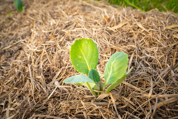 Small holes from pests or diseases in the leaf of a young white cabbage seedling, close-up