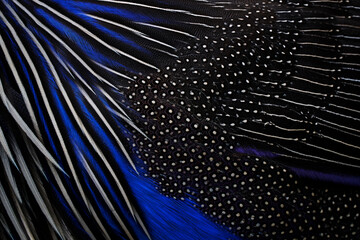 Nature art. Feathers plumage bird close-up detail. Blue black brid art view. Vulturine guinea fowl, Acryllium vulturinum, bird from Africa, nature wildlife. Blue grey feathers.