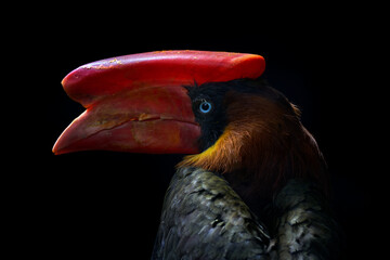 Tropic nature. Red bill hornbill detail portrait. Northern rufous hornbill, Buceros hydrocorax, Philippine bird in the dark forest habitat. Head with red big beak of bird in jungle, wildlife. © ondrejprosicky