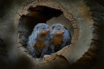 Banded mongoose, Mungos mungo, sitting tree trunk green vegetation. Wildlife from Africa. Cute...