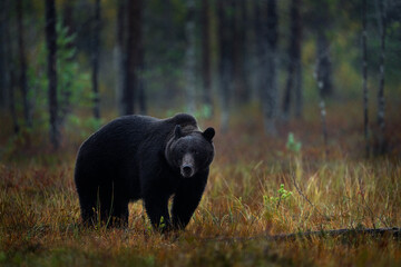 Night nature with bear hidden in the forest.  Beautiful brown bear walking around lake with fall colours. Dangerous animal, dark foggy wood and meadow habitat. Wildlife habitat from Finland.
