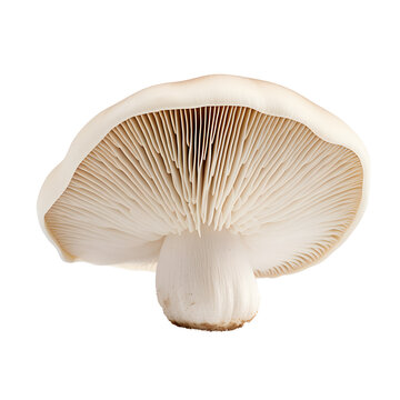 Tasty shiitake mushroom isolated png