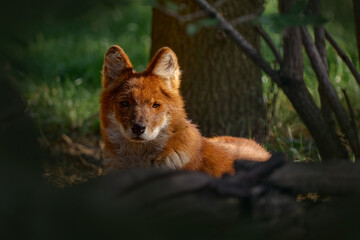 Dhole, Cuon alpinus lepturus, canid wild dog native to Central, South, East and Southeast Asia. Detail close-up portrait of orange fur coat animal in the forest, wild India. Dhole hidden in trees.