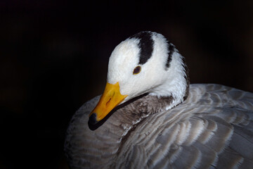 Bar-headed goose, Anser indicus, grey white black bird in the nature habitat. Detail close-up portrait of wild duck, India. Asia Wildlife. Bar-headed goose near the dark river water.