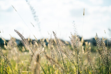 秋の日差しを浴びて揺れるススキ