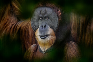 Sumatran orangutan, Pongo abelii,  Critically endangered ape monkey, and found only in  north Indonesian island, Sumatra in Indonesia. Wild animal, wildlife nature © ondrejprosicky