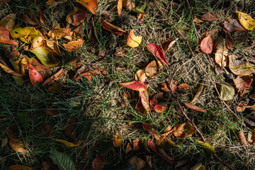 芝の上に落ちた紅葉