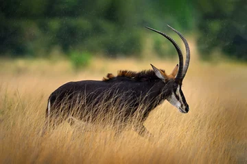 Fotobehang Sable antelope, Hippotragus niger, savanna antelope found in Botswana in Africa. Detail portrait of antelope, head with big ears and antlers. Wildlife in Africa. Antelope in forest, rain. © ondrejprosicky