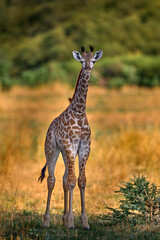 Young cub babe of giraffe. Giraffe in forest with big trees, evening light, sunset. Idyllic giraffe silhouette with evening orange sunset, Okavango delta in Botswana.
