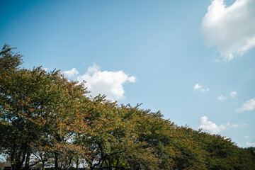 鮮やかな紅葉と青空