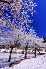 福山峠の雪上桜
