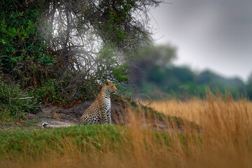 Africa wildlife. Leopard, Panthera pardus shortidgei, nature habitat, big wild cat in the nature habitat, sunny day on the savannah, Okavango delta Botswana. Wildlife nature.