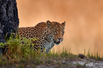 Africa wildlife. Leopard, Panthera pardus shortidgei, nature habitat, big wild cat in the nature habitat, sunny day on the savannah, Okavango delta Botswana. Wildlife nature.