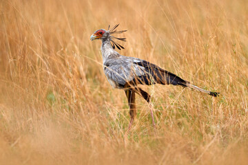 Obraz premium Secretary Bird, Sagittarius serpentarius, grey bird of prey with orange face, Okavango, Botswana in Africa. Wildlife scene from nature. Beautiful animal with grey crest on the head, golden grass.
