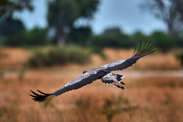 Secretary Bird fly, Sagittarius serpentarius, grey bird of prey flight, Okavango, Botswana in Africa. Wildlife scene from nature. Beautiful animal with grey crest on the head, golden grass.