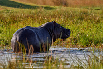 Africa, wildlife, Hippo i green grass, wet season, danger animal in the water. African landscape...