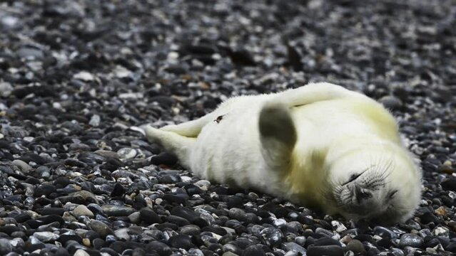 Grey seal, newborn grey seal, Helgoland, North Sea, Germany, Europe