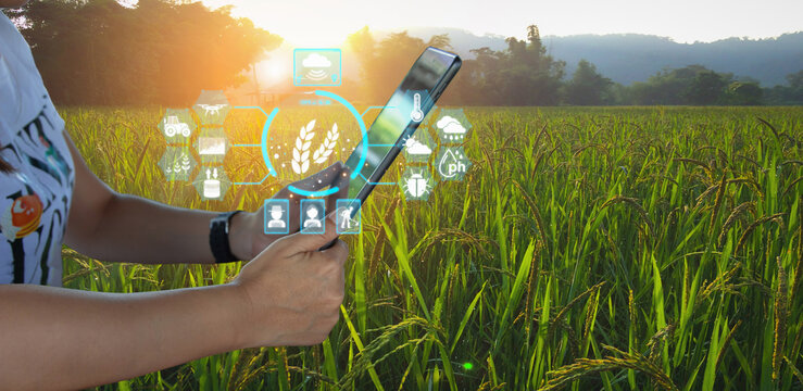 Ai smart farming agriculture concept. People holding smartphone tablet monitor and track agricultural produce through modern wireless networks. smart farming innovation, future 5G technology analyze. - Powered by Adobe