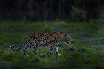 Leopard sunset, Panthera pardus shortidgei, nature habitat, big wild cat in nature habitat, sunny day on the savannah, Okavango delta Botswana. Wildlife nature. Africa wildlife.