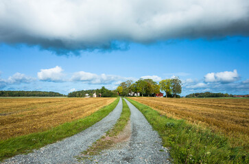 Swedish countryside in sunny day, Scandinavian landscape with a country road stretching into the distance among a golden field to a farmhouse behind the trees in the distance on the horizon, low cloud