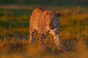 Okavango delta. Wildlife Botswana. Leopard golden grass sunset, Botswana, Africa. Big spotted cat...