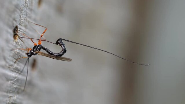 Red-legged wood wasp (Ephialtes manifestator) Stings with its long ovipositor into the hole with the insect larvae of the wild bee and lays an egg inside, North Rhine-Westphalia, Germany, Europe