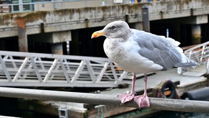 Seagull waiting for visitors near the Seattle Great Wheels.