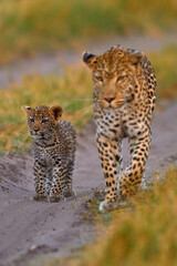 Leopard kitten baby, hidden nice orange grass. Leopard cub with mother walk. Big wild cat in the nature habitat, sunny day on the savannah, Khwai river. Wildlife nature, Botswana wildlife.